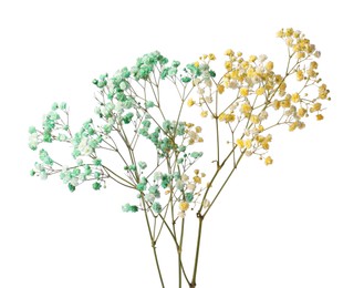 Photo of Beautiful colorful gypsophila flowers on white background