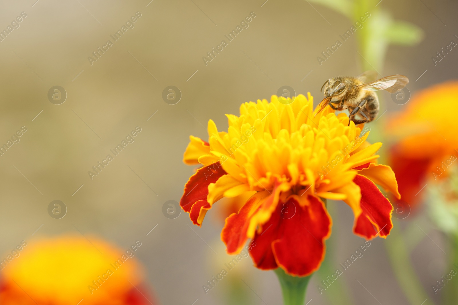 Photo of Honeybee collecting pollen from beautiful flower outdoors, closeup. Space for text