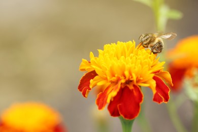 Photo of Honeybee collecting pollen from beautiful flower outdoors, closeup. Space for text