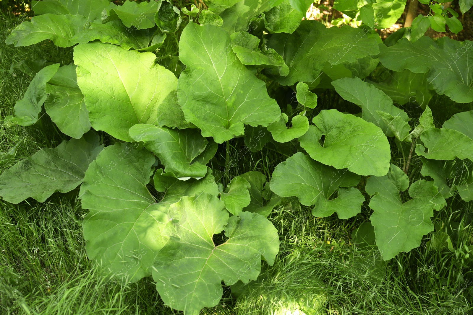 Photo of Burdock plant with big green leaves outdoors