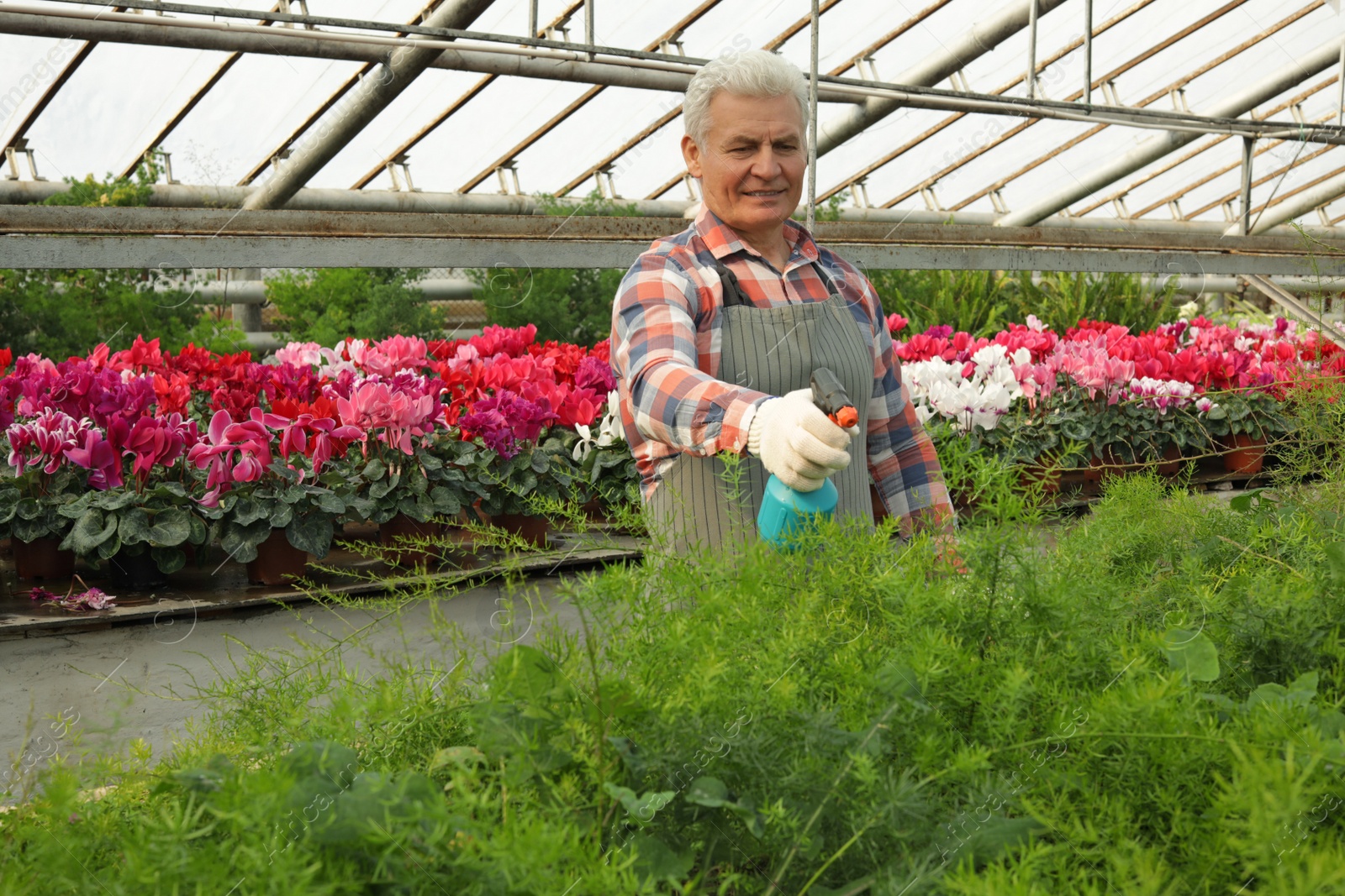 Photo of Mature man taking care of plants in greenhouse. Home gardening