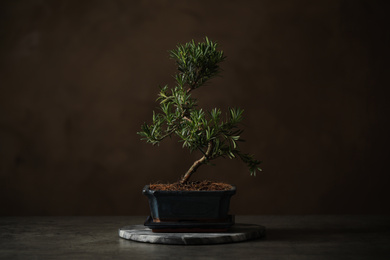 Photo of Japanese bonsai plant on grey stone table. Creating zen atmosphere at home