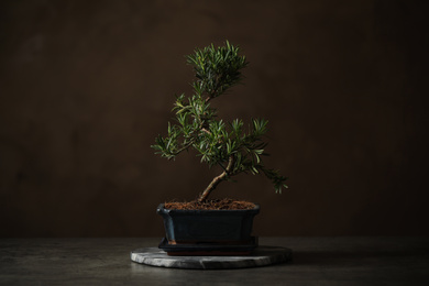 Japanese bonsai plant on grey stone table. Creating zen atmosphere at home