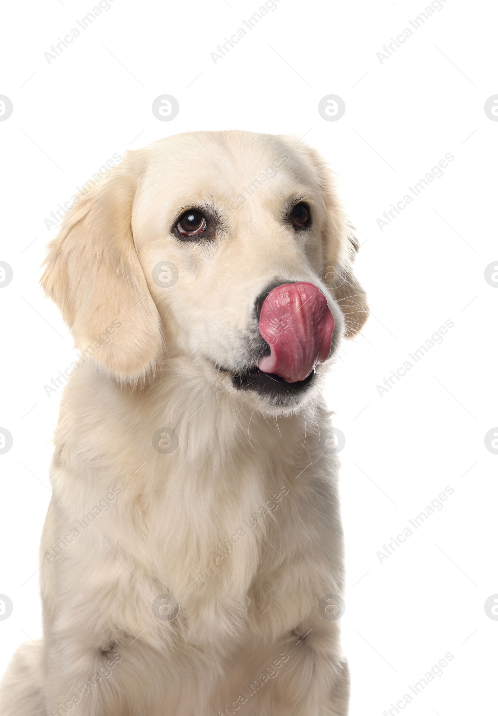 Photo of Cute Labrador Retriever showing tongue on white background