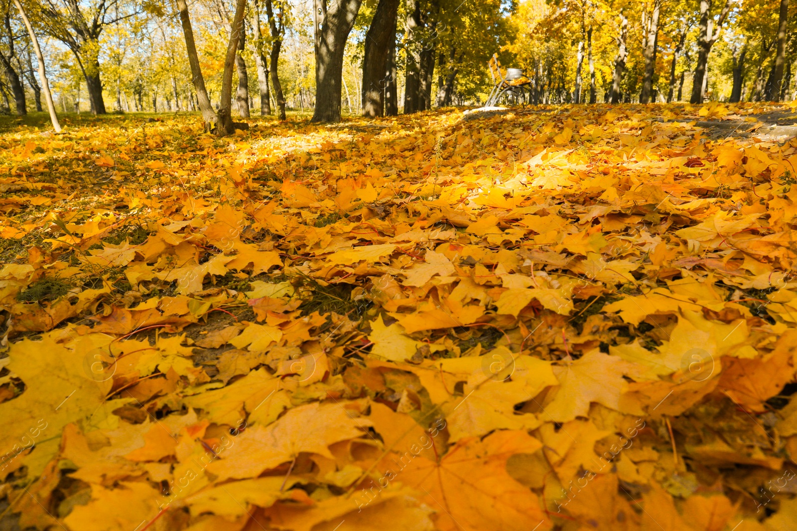 Photo of Yellow leaves on ground in park on autumn day, closeup