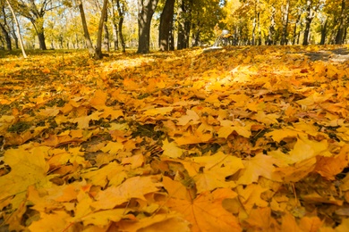 Photo of Yellow leaves on ground in park on autumn day, closeup