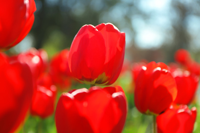 Photo of Blossoming tulips outdoors on sunny spring day