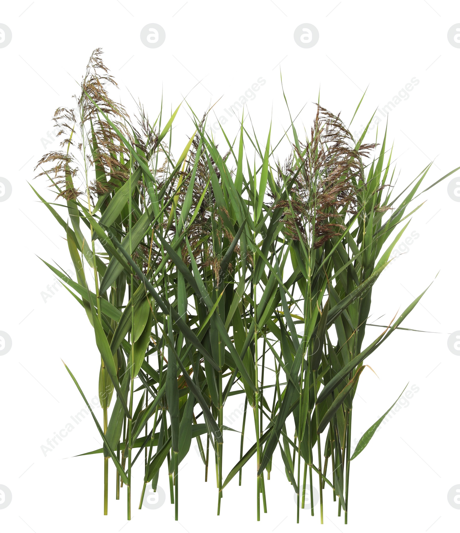 Photo of Beautiful reeds with lush green leaves and seed heads on white background