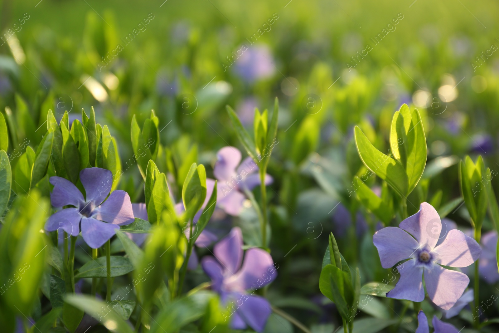 Photo of Beautiful periwinkle flowers growing in garden, closeup