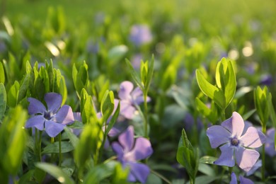 Beautiful periwinkle flowers growing in garden, closeup