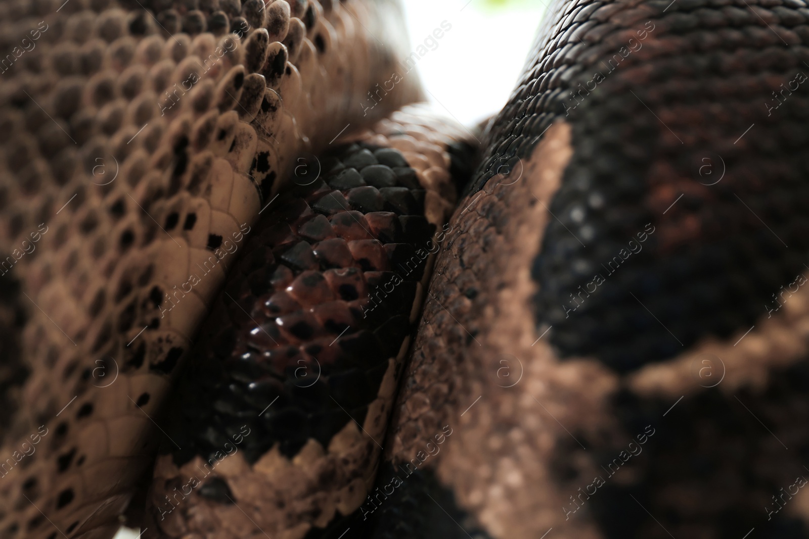 Photo of Closeup view of brown boa constrictor. Exotic snake