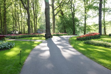 Photo of Pathway in park with green trees and beautiful flowers on sunny day. Spring season