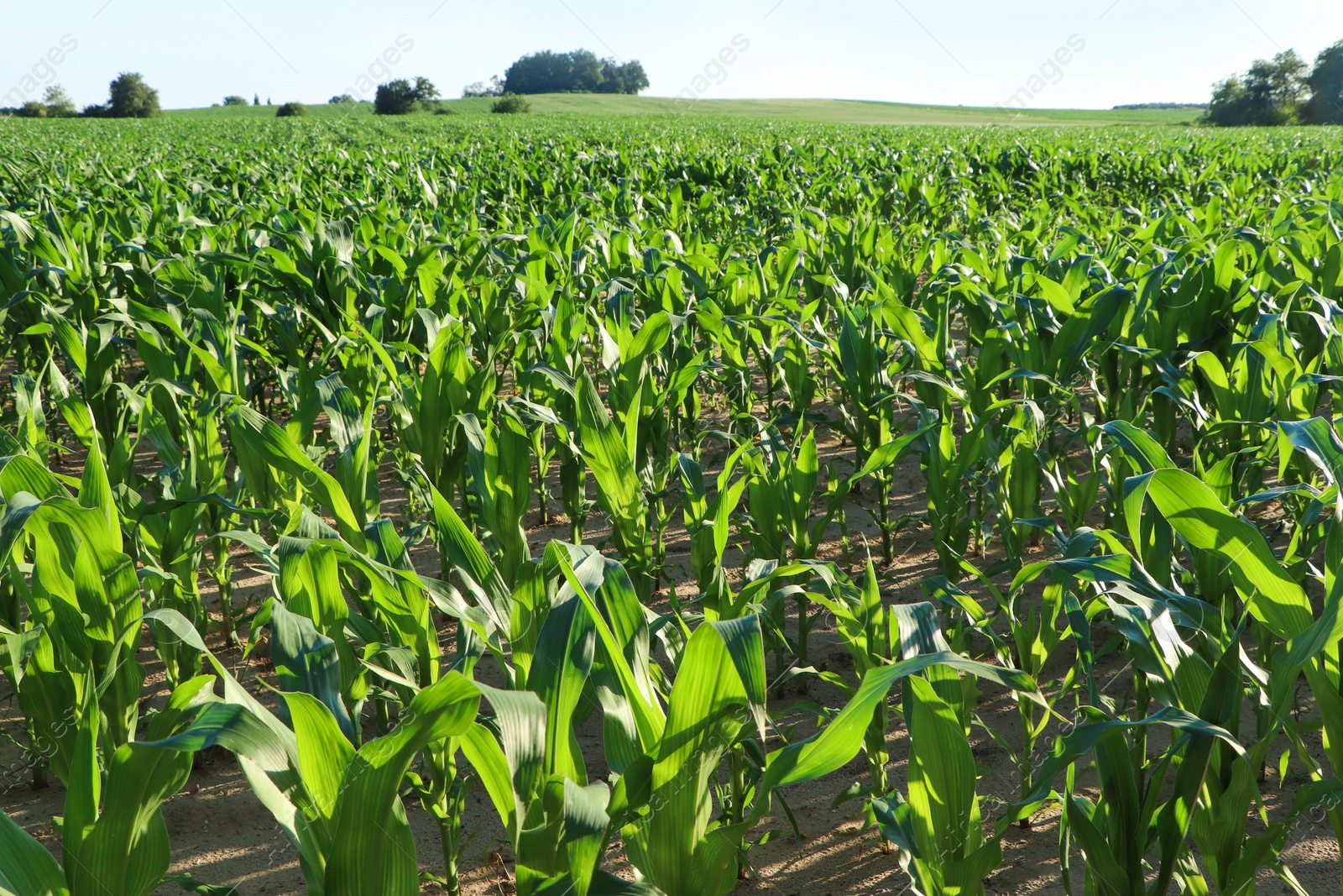 Photo of Beautiful agricultural field with green corn plants on sunny day