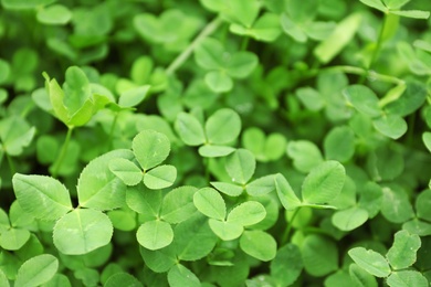 Green clover leaves as background