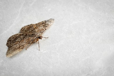Photo of Alcis repandata moth on white surface, closeup. Space for text