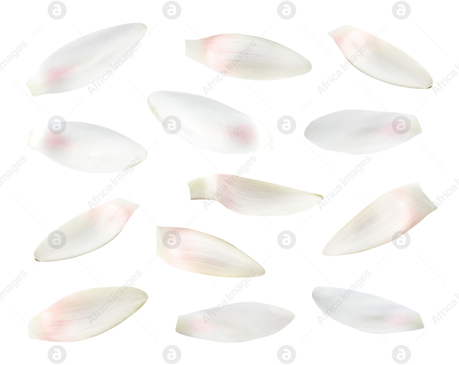 Image of Set of beautiful lotus flower petals on white background