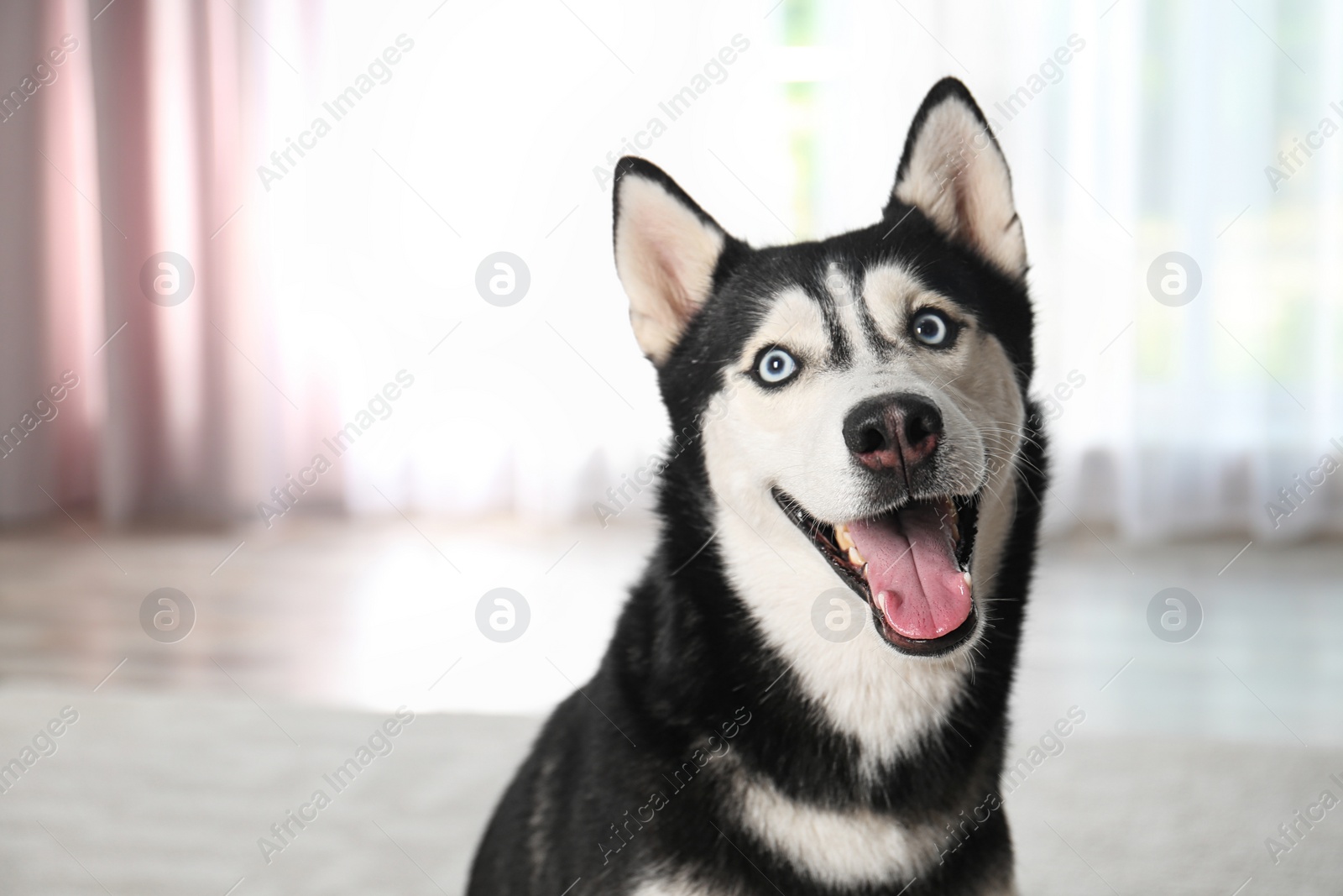 Photo of Cute funny Siberian Husky dog at home