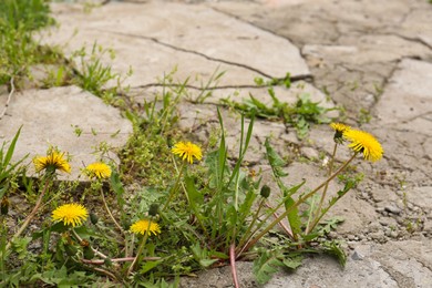 Beautiful yellow dandelion flowers with green leaves growing outdoors