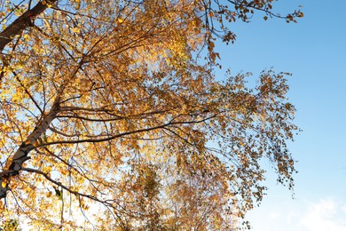 Beautiful trees with bright leaves against sky on autumn day, low angle view