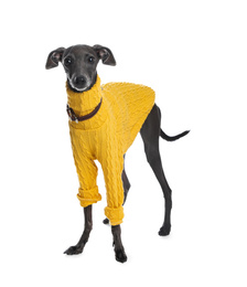 Photo of Italian Greyhound dog wearing sweater on white background