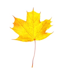 Photo of Beautiful autumn leaf on white background. Fall foliage