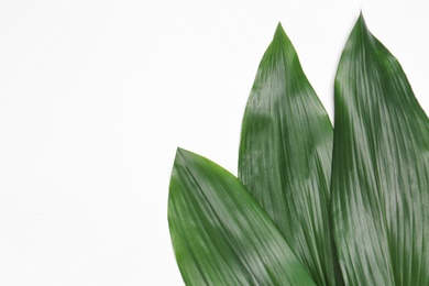 Beautiful tropical leaves on light background, top view