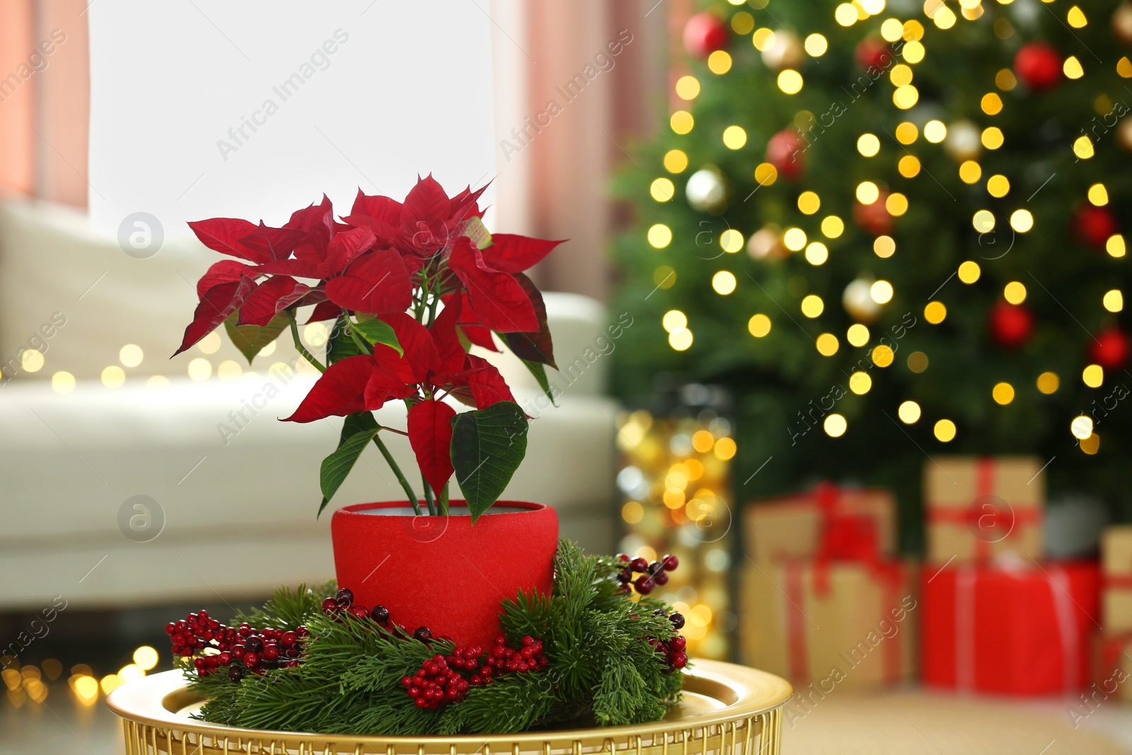 Photo of Potted poinsettia and festive decor on coffee table in room, space for text. Christmas traditional flower