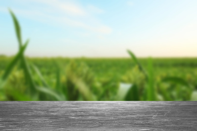 Empty grey stone surface and blurred view of corn plants growing on field. Space for text