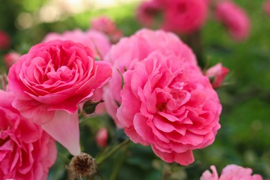 Photo of Closeup view of beautiful blooming rose bush outdoors on summer day