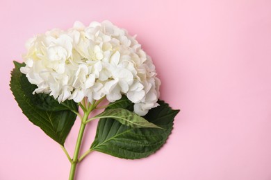 Photo of Beautiful hydrangea flower on pink background, top view. Space for text