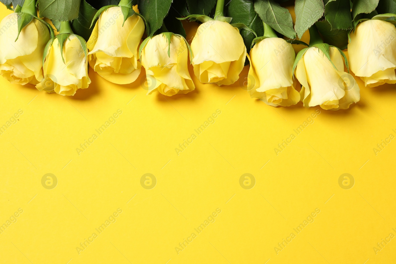 Photo of Beautiful roses on yellow background, flat lay. Space for text