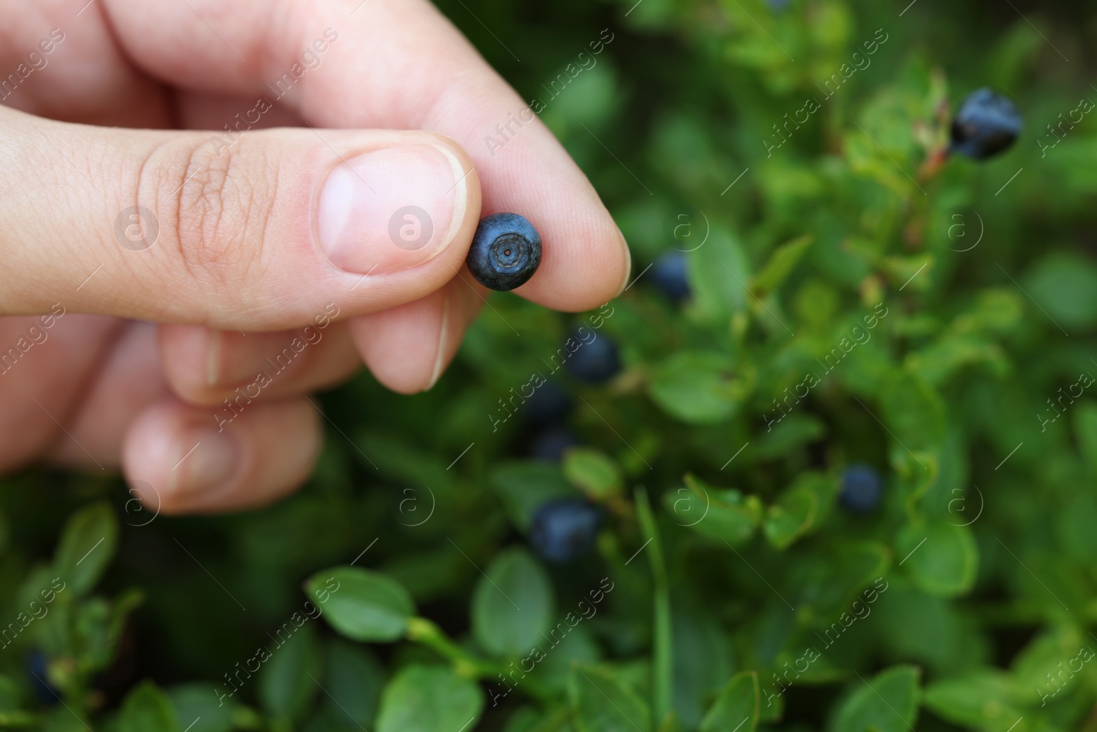 Photo of Woman picking up bilberries in forest, closeup. Space for text