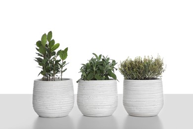 Photo of Pots with thyme, bay and sage on white background
