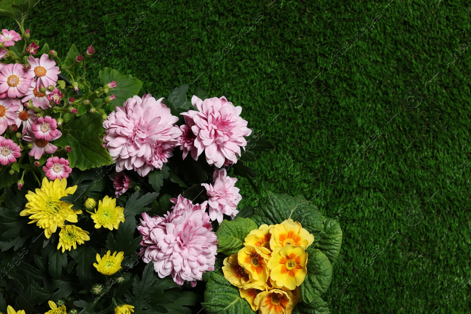 Photo of Beautiful chrysanthemum and primrose flowers on green grass, flat lay. Space for text