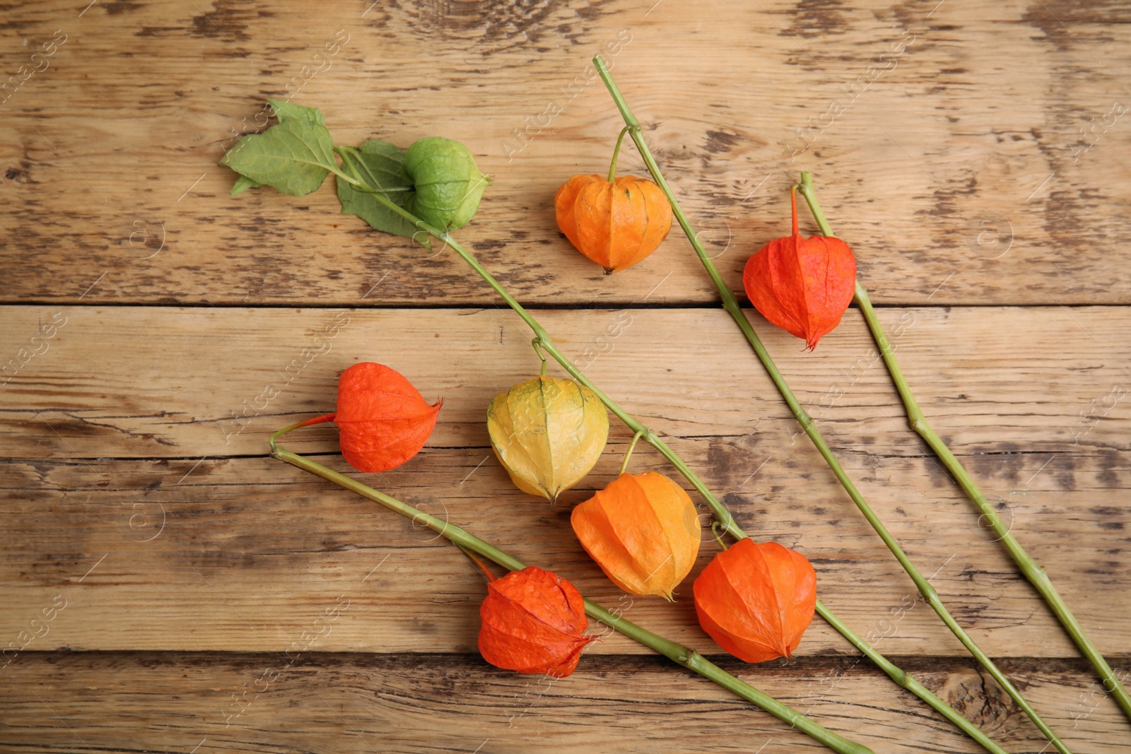 Photo of Physalis branches with colorful sepals on wooden table, flat lay