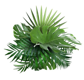 Different fresh tropical leaves on white background