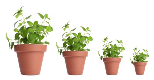 Image of Lemon balm growing in pots isolated on white, different sizes