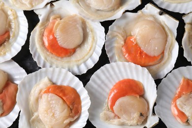 Fresh raw scallops with shells on black textured table, flat lay