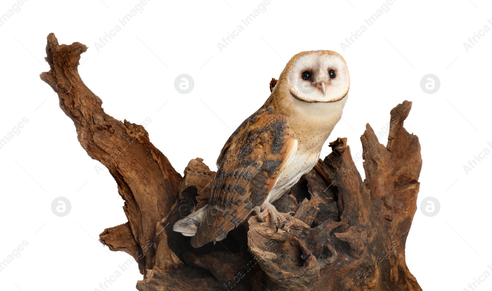 Photo of Beautiful common barn owl on tree against white background