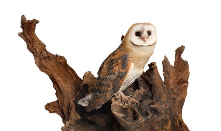 Beautiful common barn owl on tree against white background