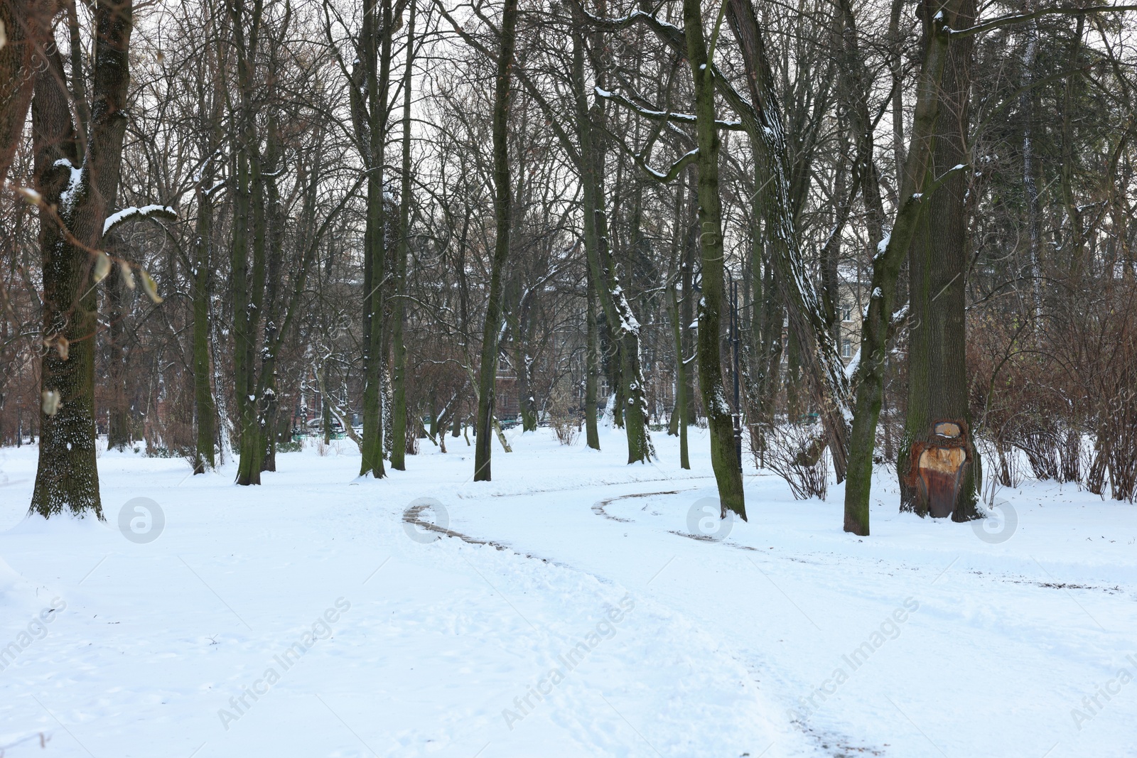 Photo of Trees and pathway covered with snow in winter park