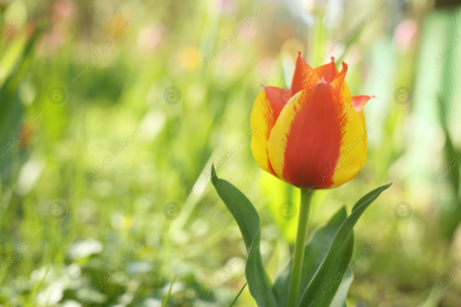 Photo of Beautiful bright tulip growing outdoors on sunny day, closeup. Space for text