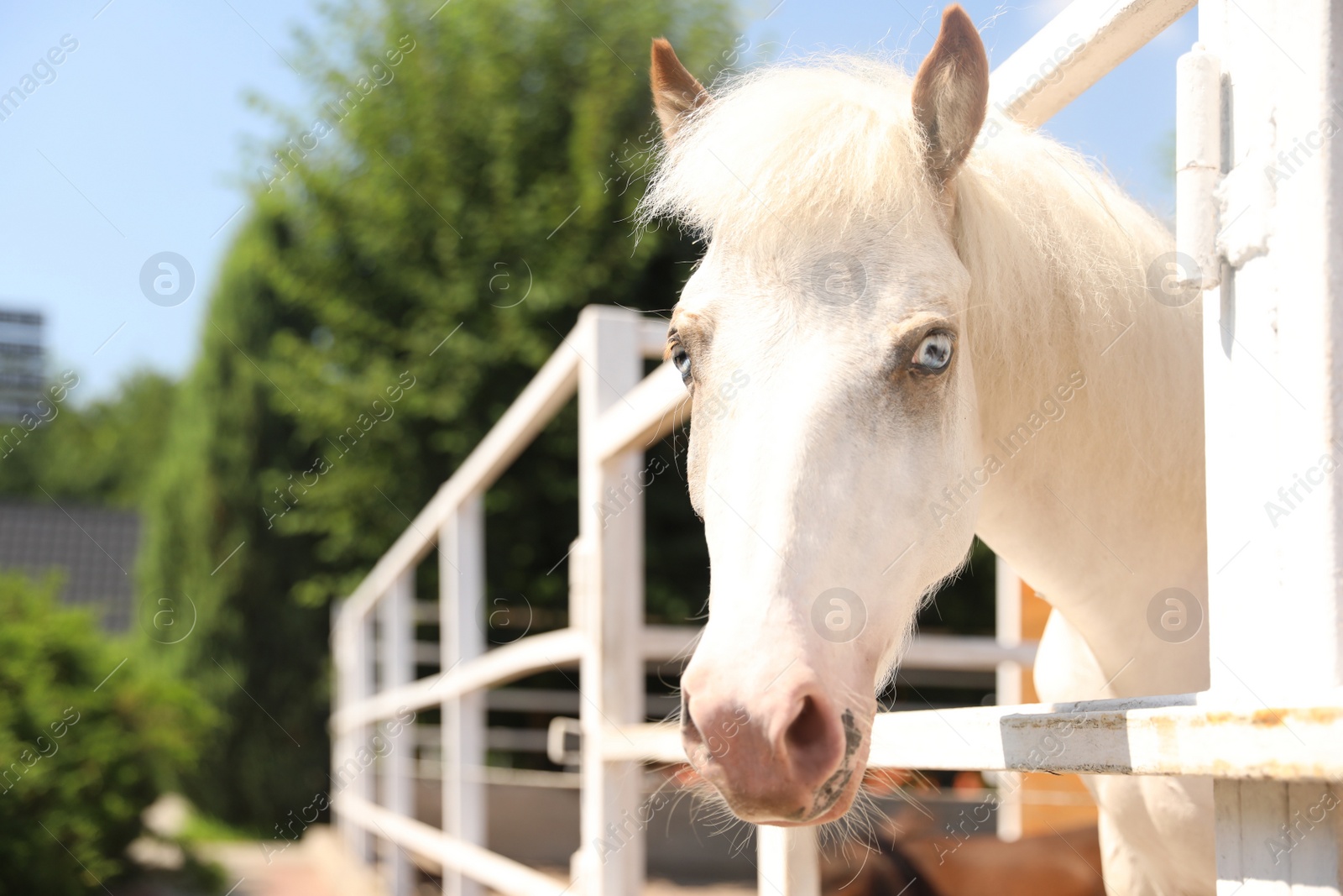 Photo of White horse in paddock on sunny day. Beautiful pet