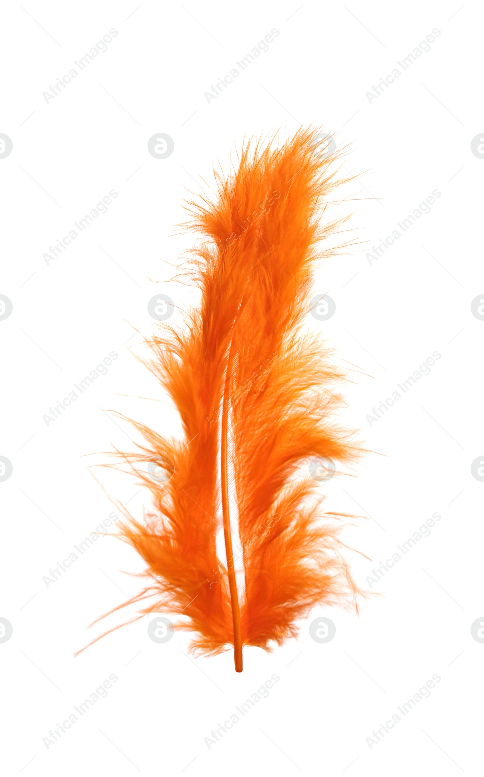 Photo of Fluffy beautiful orange feather isolated on white