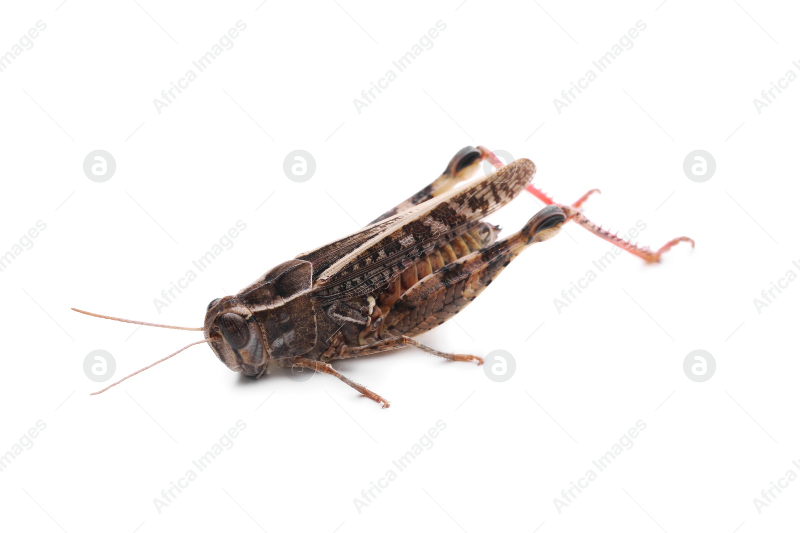 Photo of Common grasshopper isolated on white. Wild insect