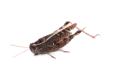 Common grasshopper isolated on white. Wild insect