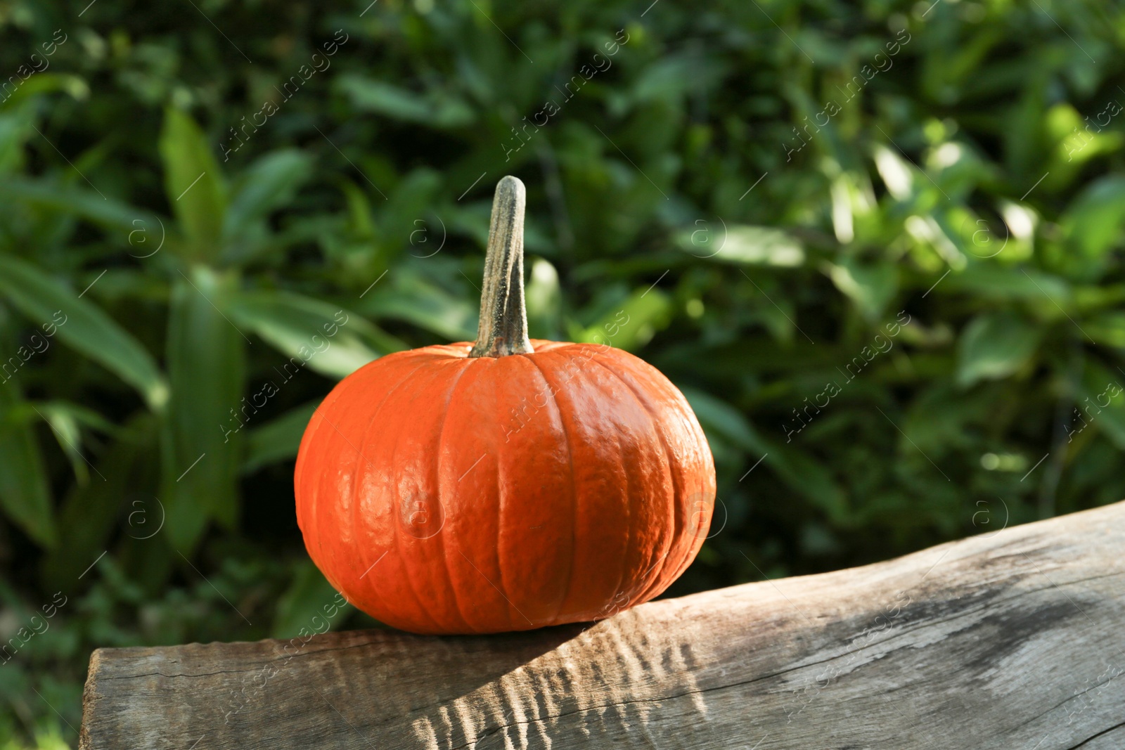 Photo of One orange pumpkin on log in garden