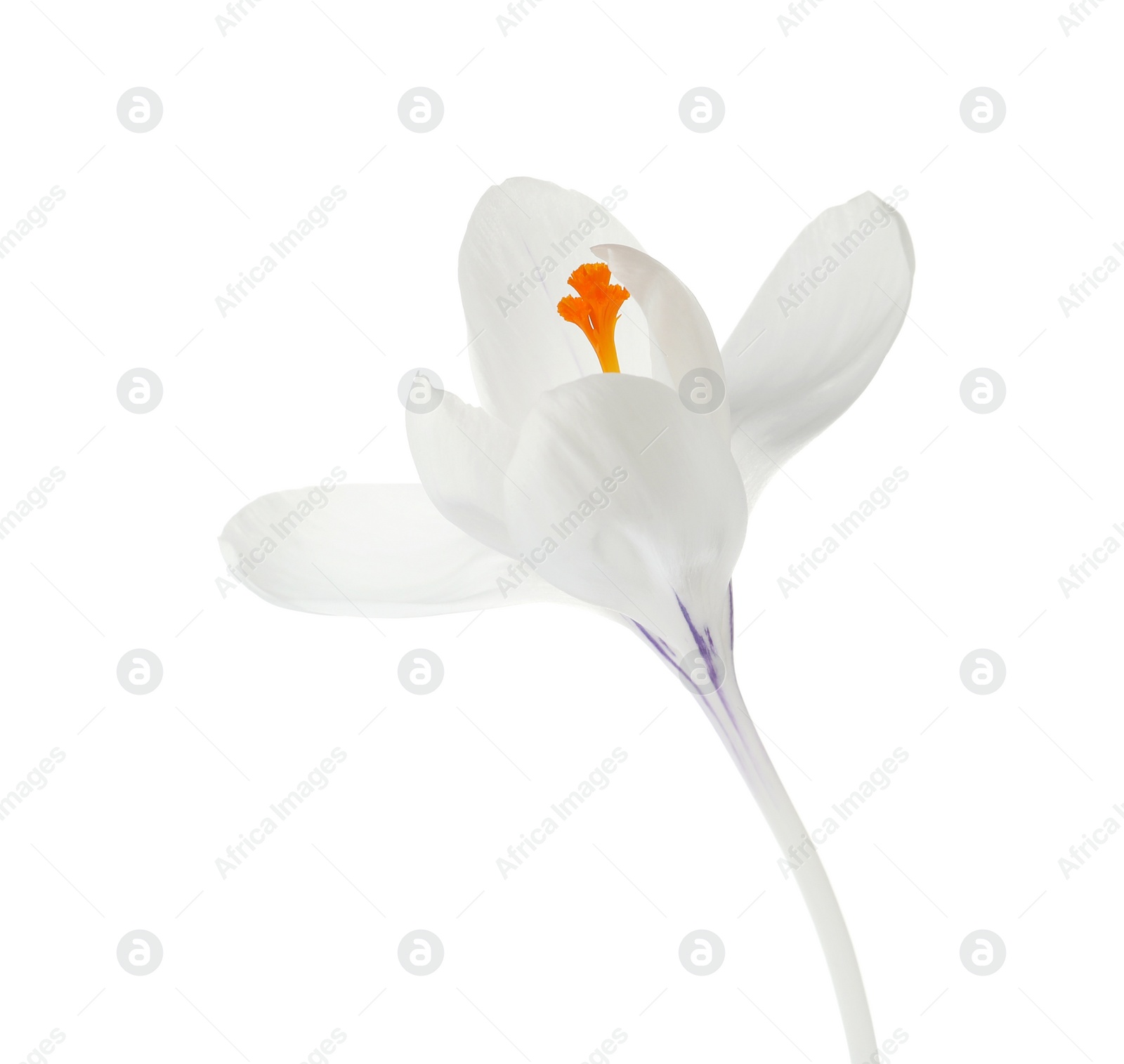 Photo of Beautiful crocus flower isolated on white. Spring season