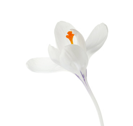 Beautiful crocus flower isolated on white. Spring season