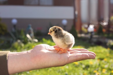 Photo of Man with cute chick on sunny day, closeup. Baby animal